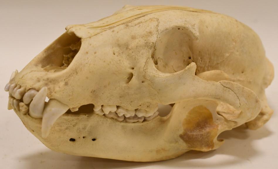 Large Full Bear Skull (1 of 6)