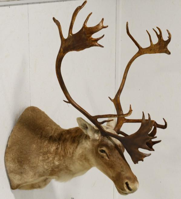 Large Caribou Shoulder Mount (1 of 5)