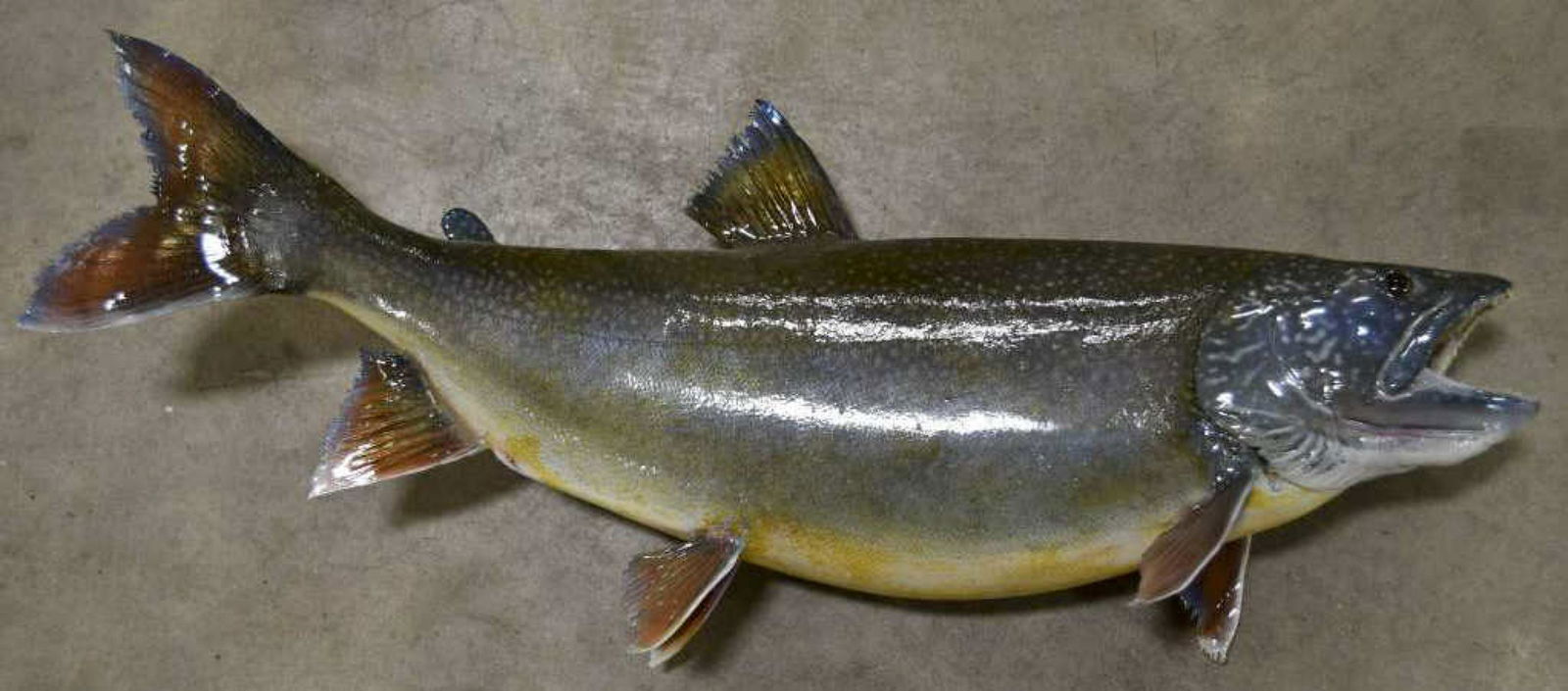 Trout Wall Mount (1 of 4)