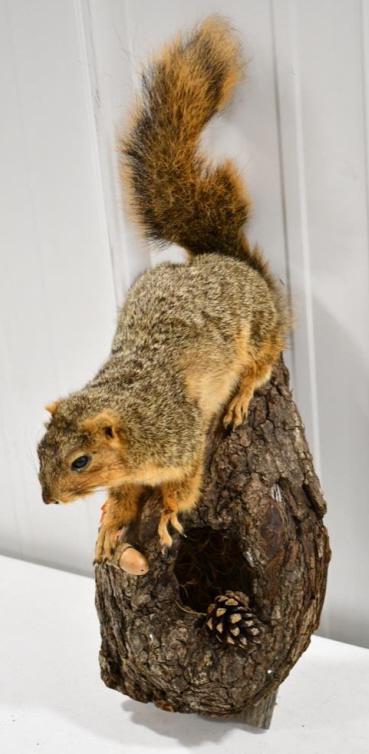 Full Body Fox Squirrel Wall Mount Display: Full body taxidermy Fox Squirrel climbing into knot whole wall mount display. Measures approximately 19" tall by 7-1/2" across.