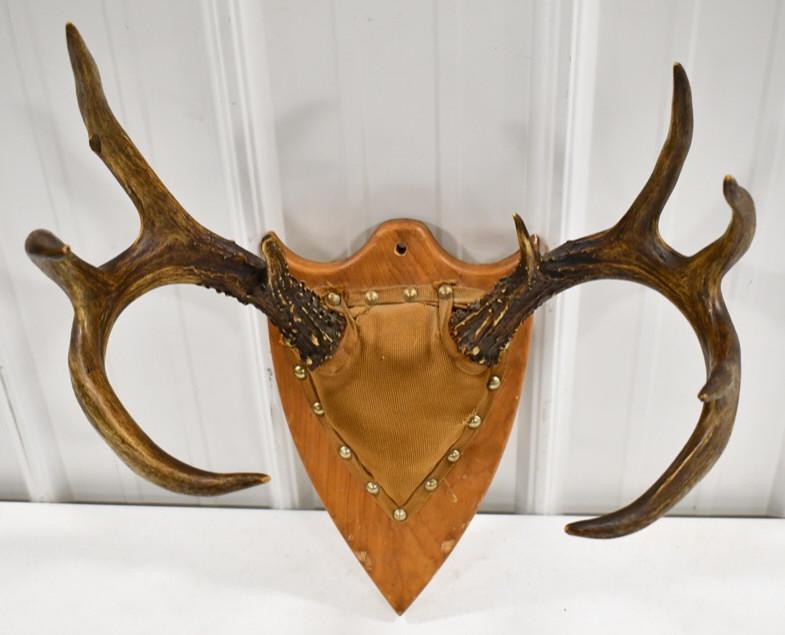 9-Point White Tail Deer Rack On Wood Wall Plaque: 9-point White Tail deer rack on wood wall plaque. Has wear from display and age. Measures approximately 20" tall by 16" across. Longest tine measures approximately 7" long.