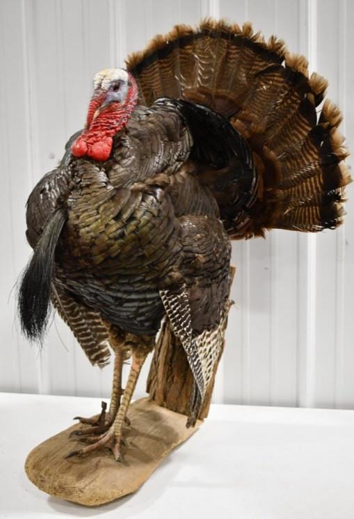 Full Body Turkey Taxidermy Wall Mount: Full body turkey taxidermy wall mount on wooden base. Good condition with wear from storage and display. Measures approximately 26" across by 36" tall by 20" deep.