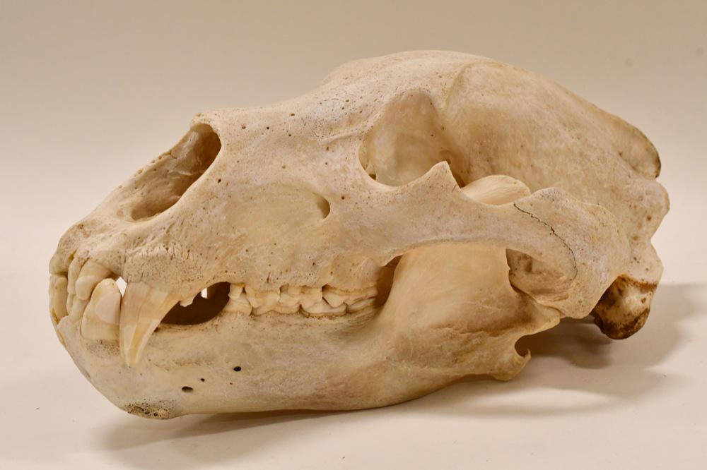 Large Near Complete Polar Bear Skull: Polar Bear skull. Comes with notarized afidavit documenting that the bear was harvested legally by Robert Lyn Hall in February 1972 in Kotzebue Alaska. Displays well with light wear from display. Them