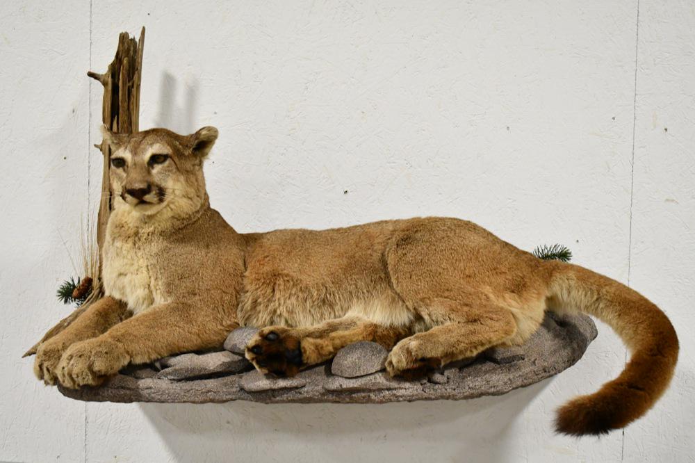 Full Body Mountain Lion Taxidermy Wall Mount: Beautiful taxidermy wall display featuring a full body Mountain Lion laying on a faux rock scene. Overall measures 33" tall x 48" across x 22" deep.