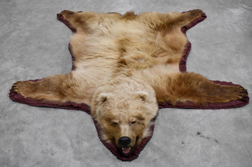 Full Body Grizzly Bear Taxidermy Rug: Beautiful full body taxidermy Grizzly Bear rug. Nice condition with a fabric back, double felt edging, and wall mount eyelets. Displays well with head and claws. It measures appropximately 76" from no