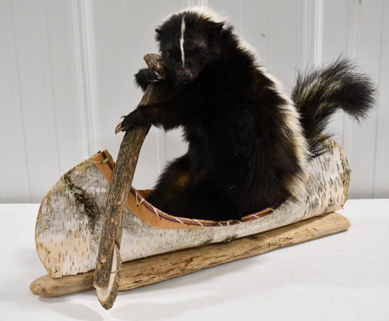 Full Body Taxidermy Skunk In Birch Wood Canoe: Full body skunk in birch wood canoe. Displays very well. Measures approximately 16-1/2" tall by 23" across.