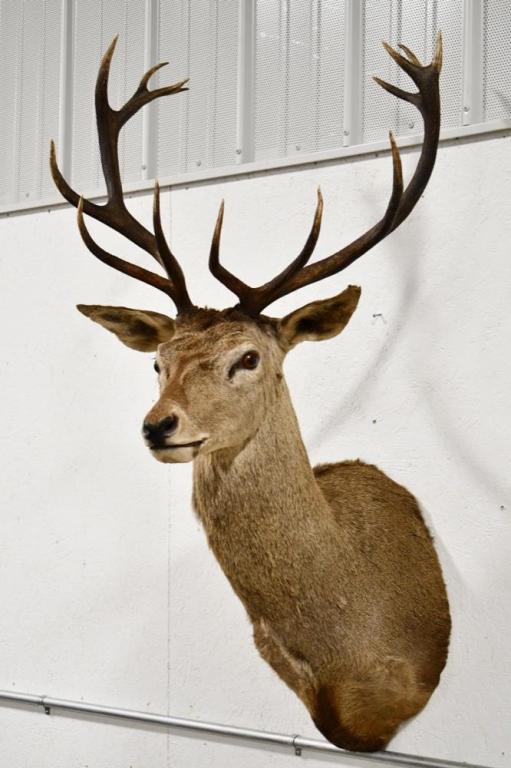 Taxidermy Red Stag Deer Shoulder Mount: Taxidermy Red Stag Deer shoulder mount. Has some damage to the ear and antler. Overall measures approximately 42" deep by 58" tall with an antler span of 28" across.