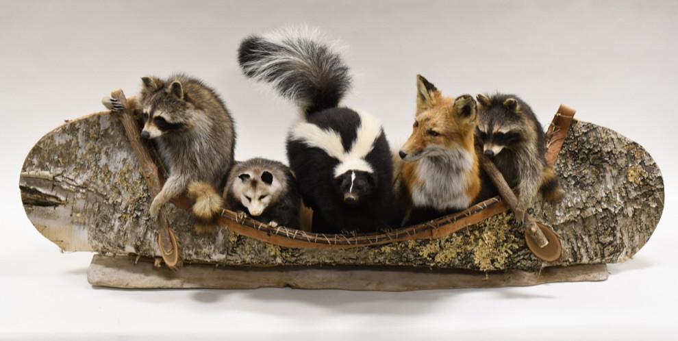 Full Body Taxidermy Birch Wood Canoe Display: Unique birch wood canoe taxidermy deisplay featuring two full body raccoons, opossum, skunk, and fox. Display is in nice condition with some wear from display. The fox does have some shedding issues. 