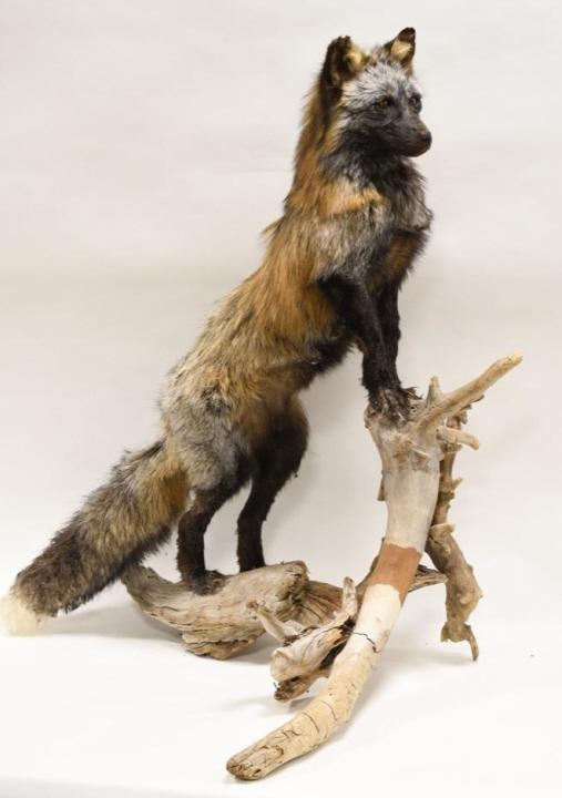 Full Body Taxidermy Cross Fox On Driftwood: Full body taxidermy Cross Fox display on driftwood base. Fair condition with some damage and fur loss. Still displays well. Measures overall approximately 38" tall by 32" across by 23" wide.