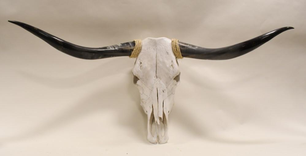 Partial Longhorn Steer Skull Wall Mount: Partial longhorn steer skull wall mount. No bottom jaw. Measures approximately 49" across by 20" tall.