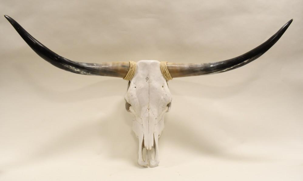Partial Longhorn Steer Skull Wall Mount: Partial longhorn steer skull wall mount. No bottom jaw. Measures approximately 52" across by 28" tall.
