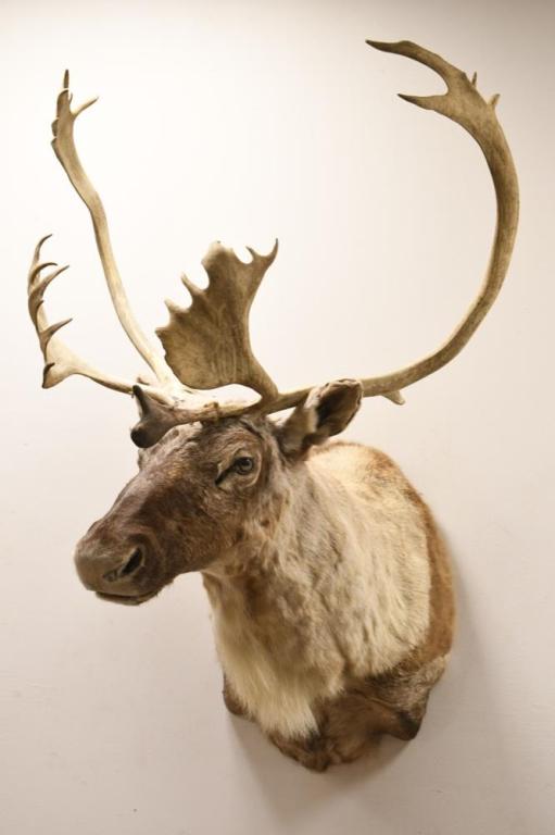 Caribou Taxidermy Shoulder Wall Mount: Taxidermy Caribou shoulder wall mount. Antler span measures approximately 32" across. The mount measures approximately 50" tall by 37" deep.