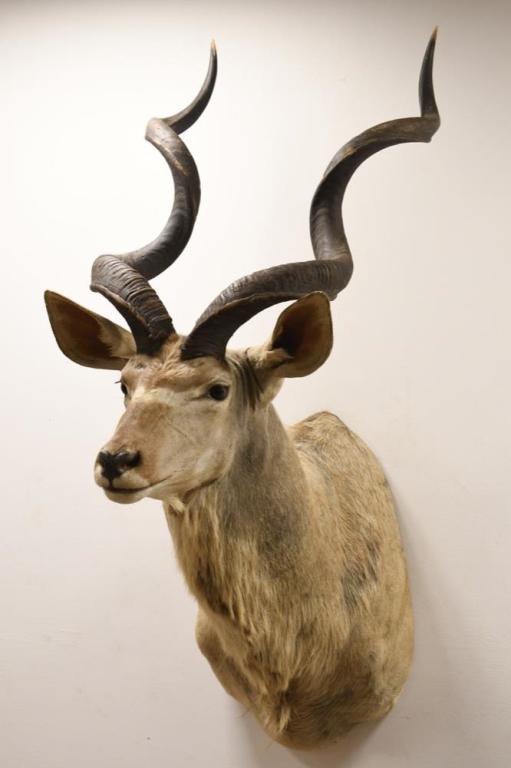 African Greater Kudu Taxidermy Shoulder Wall Mount: Taxidermy African Greater Kudu shoulder wall mount. Nice condition with some wear from age and display. Both horns do have cracks near the base but still appear to hold together well. Including horns 