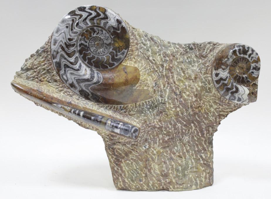 Large Ammonite & Orthoceras Fossil Statue (1 of 7)