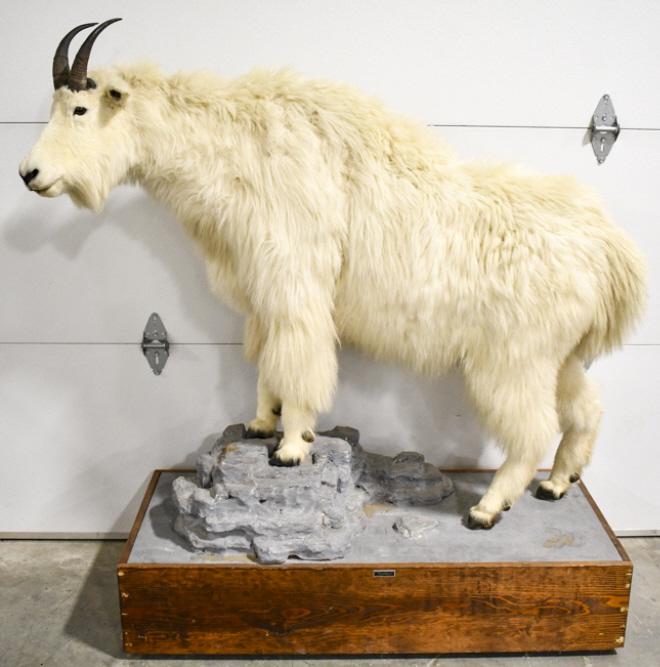 Full Body Mountain Goat Taxidermy Mount: Full body mountain goat with realistic natural base. Displays very well. Overall with base the display measures 60" tall by 56" across by 24" wide.