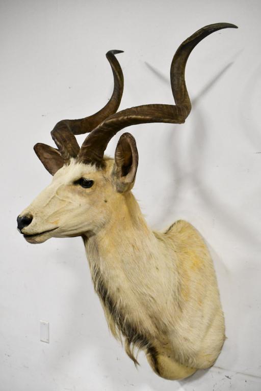 White Greater Kudu Taxidermy Shoulder Mount: Hard to find White Greater Kudu taxidermy shoulder mount. Most Greater Kudus are gray in color and have dark gray to black colored horns. A rare recesive gene is what causes a Greater Kudu to be white
