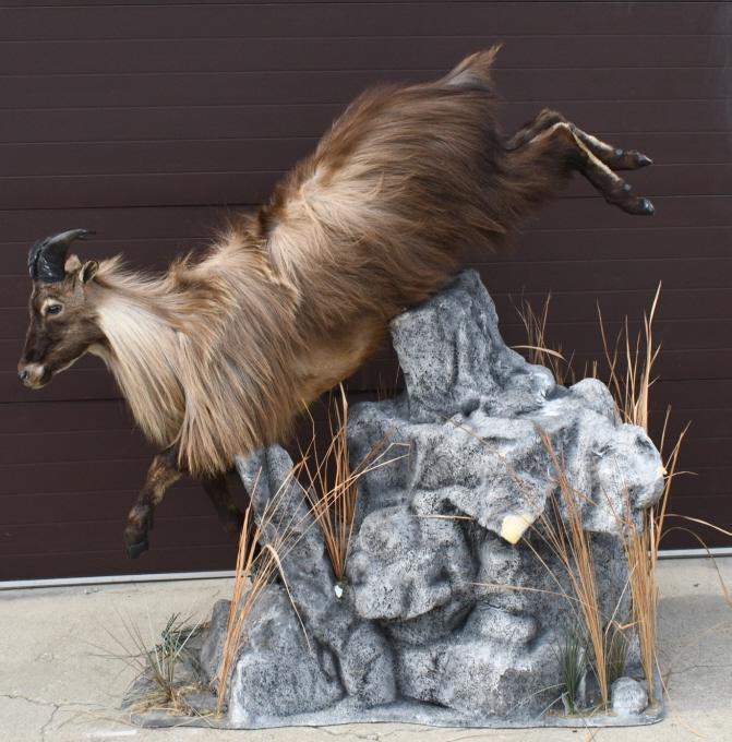 Himalayan Tahr Full Body Mount & Display: Himalayan Tahr full body mount with rock display base. Overall the mount & display measures approximately 68" across x 24" deep x 68" tall overall. Rock display has some damage to the surface.