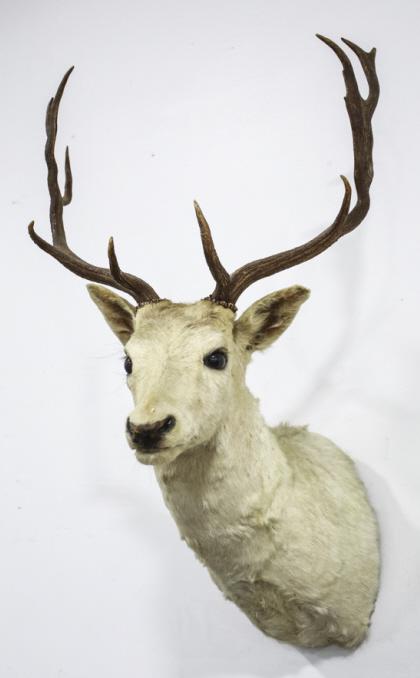White Fallow Deer Taxidermy Shoulder Mount: White Fallow deer taxidermy shoulder mount. Good condition with some light wear from age and display. The mount measures approximately 37" tall by 22" deep by 21" wide.