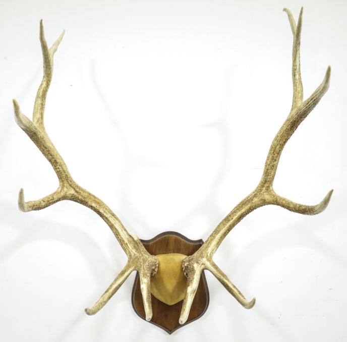 Large Elk Antler Rack Mount On Wood Plaque: Large Elk antler rack mount. Displays well wrapped in suede on wood plaque. Good condition with light wear from storage and display. The mount measures approximately 48" tall by 36" across.
