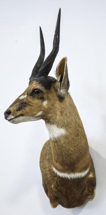 Cape Bushbuck Antelope Taxidermy Shoulder Mount: Cape Bushbuck Antelope taxidermy shoulder wall mount. Good condition with light wear from storage and display. Overall measures approximately 37" tall by 17" across by 23" deep.