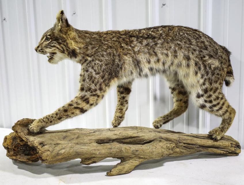 Full Body Bobcat On Driftwood Taxidermy Mount Jan 16, 2022 Kraft