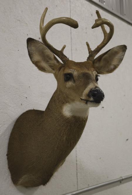 6 Point Mule Deer Taxidermy Shoulder Mount: 6 point mule deer taxidermy shoulder wall mount. Nice condition with some light wear from storage and display. The antler span is approximately 11-1/4" across and the longest tine is approximately 5" 