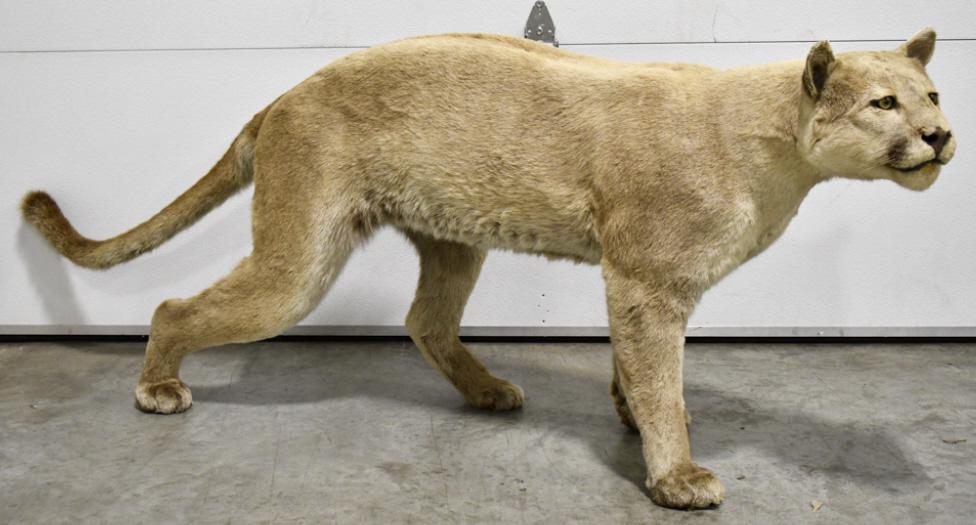 Full Body Mountain Lion Taxidermy Mount: Very nice full body Mountain Lion taxidermy mount. The Mountain Lion is in good condition with light wear from storage and display. Measures 28" tall x 77" across x 11" deep.