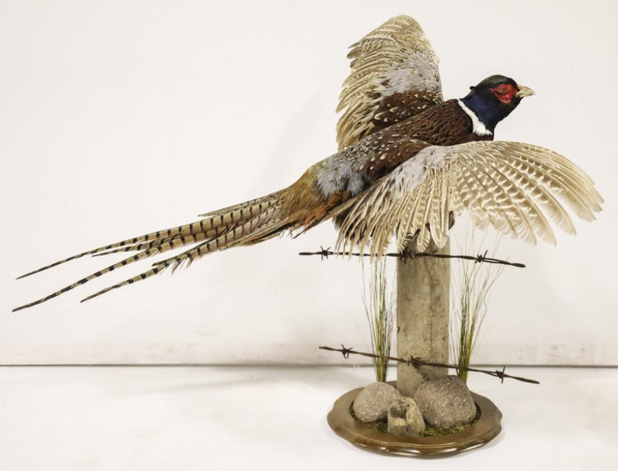 Full Body Flying Pheasant Taxidermy On Fence Post: Full Body Coyote taxidermy mount with ringneck Pheasant. Displays well with barbed wire fence and rock base. Good condition with light wear from display. Overall measures approximately 34" long by 25"