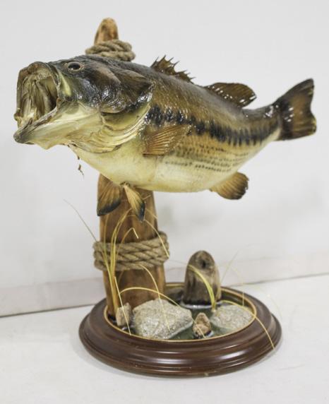 Full Body Large Mouth Bass Fish Taxidermy Display: Full body taxidermy Large Mouth Bass fish table top mount with deluxe resin base. Good condition with some wear from storage and display. Overall measures approximately 16" tall by 20" across by 10" d