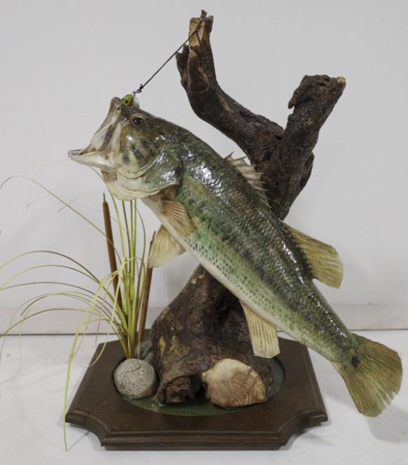 Full Body Large Mouth Bass Fish Taxidermy Display: Full body taxidermy Large Mouth Bass fish table top mount with deluxe resin base. Good condition with some wear from storage and display. Overall measures approximately 17" tall by 14" across by 11" d