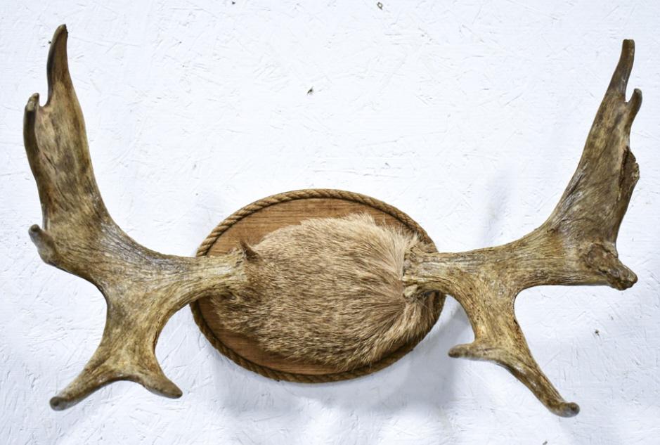 Moose Antler Rack On Wood Plaque Wall Mount: Moose antler rack on wood plaque with rope accents taxidermy wall mount. Good condition with light display wear. Measures approximately 16" tall by 25" across.