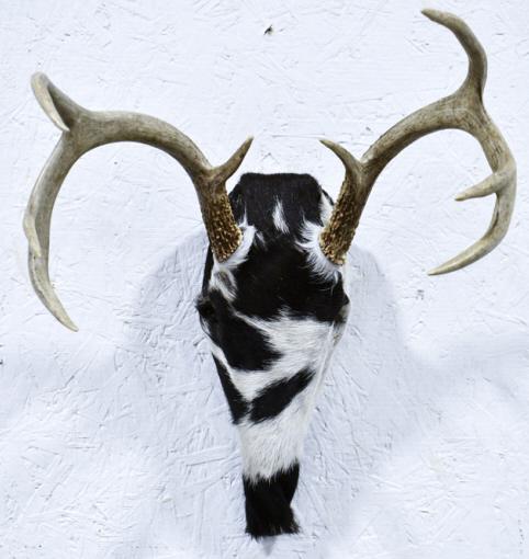 8-Point Whitetail Antler Rack Wrapped w/ Cowhide: 8-Point Whitetail antler rack and skull wrapped with cowhide. Displays well. Measures approximately 13" across by 16" tall. The longest tine measures approximtely 5" long.