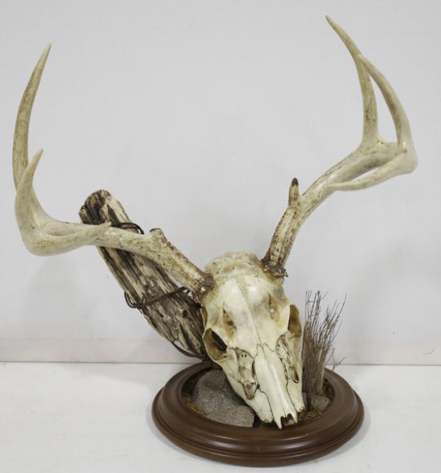 7-Point Whitetail Deer Skull W/ Antlers: 7-point Whitetail deer skull with antlers on deluxe base. Displays well with fence post, barbed wire, and faux rocks. Good condition with light display wear. Measures approximately 19" tall by 19" acr