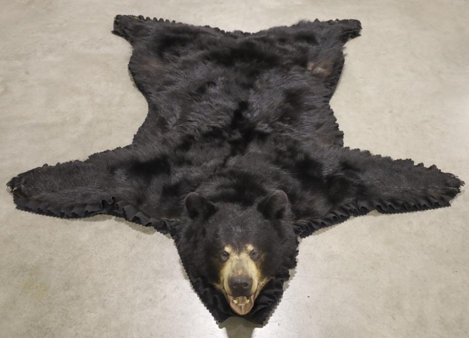 Large Full Body Black Bear Rug Mount: Full body black bear rug mount with camouflauge felt backing. Displays very well with claws and teeth. Measures approximately 80" long by 67" across.