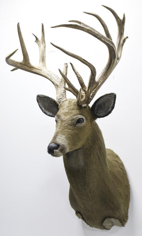 19 Point Faux Whitetail Deer Shoulder Mount: 19 point faux Whitetail deer shoulder mount. This faux sholder mount appears to be in nice condition with light wear from storage and display. The antler span is approximately 21" across and the longe