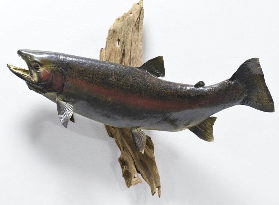 Rainbow Trout Taxidermy Driftwood Wall Display: Rainbow Trout taxidermy wall display on driftwood wall mount. Appears to be in fair condition with some cracks and damage from display, age, and storage. Overall the display measures approximately 25"