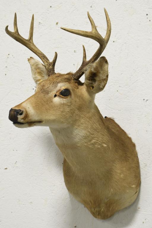 8 Point Whitetail Deer Shoulder Mount: 8 point Whitetail deer shoulder mount. Appears to be in overall fair condition with some damage to ears, mouth, and nose, and other wear from age, storage, and display. The antler span is approximatel