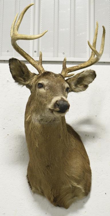 9 Point Whitetail Deer Shoulder Mount: 9 point Whitetail deer shoulder mount. Appears to be in overall good condition with some wear from age, storage, and display. The antler span is approximately 17" across, and the longest tine is appro