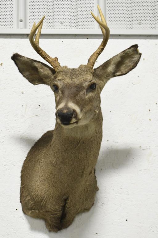 6 Point Whitetail Deer Shoulder Mount: 6 point Whitetail deer shoulder mount. Appears to be in overall fair condition with some wear from age, storage, and display. Does have a damaged ear. The antler span is approximately 9-1/2" across, a