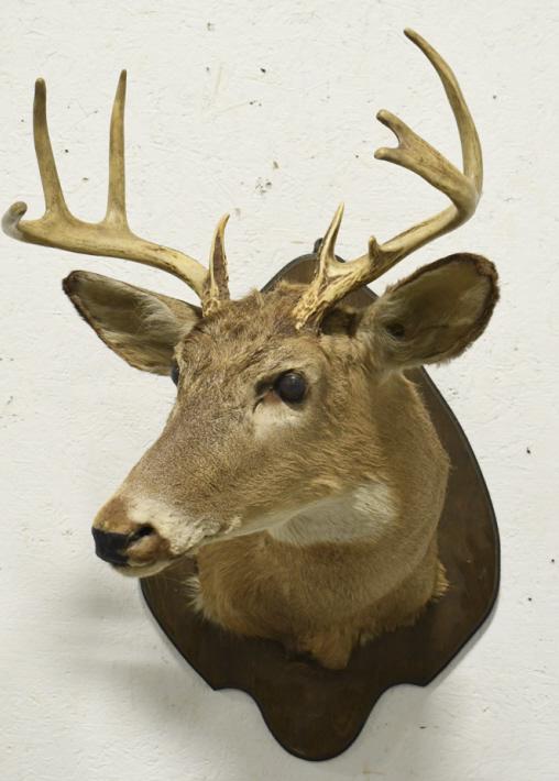 8 Point Whitetail Deer Shoulder Mount: 8 point Whitetail deer shoulder mount on wood plaque. Appears to be in overall fair condition with wear from age, storage, and display. The antler span is approximately 17" across, and the longest tin