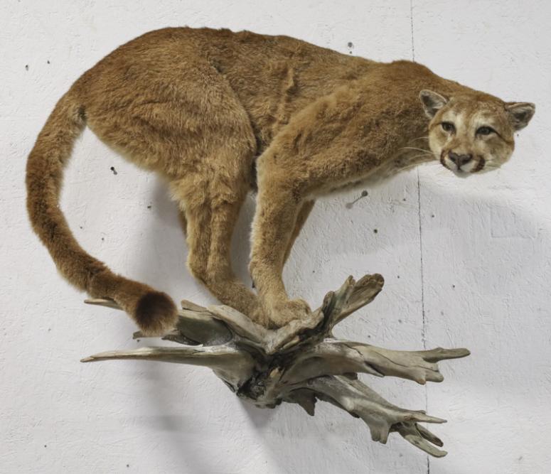 Mountain Lion Taxidermy Full Body Wall Display: Standing Mountain Lion full body taxidermy mount wall display. Excellent condition mounted on drift wood, displays very nicely. Overall measures approximately 21" deep by 31" tall by 39" across.