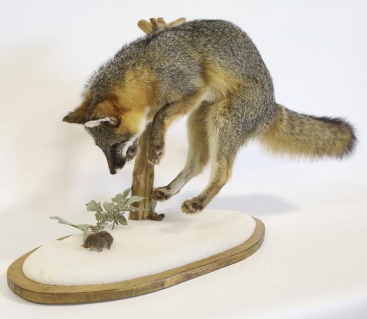 Grey Fox Full Body Taxidermy Mount: Grey Fox full body taxidermy mount. Features the Fox pouncing on a mouse in the snow. Displays very nicely. Overall measures approximately 13" deep by 21" tall by 38" across.