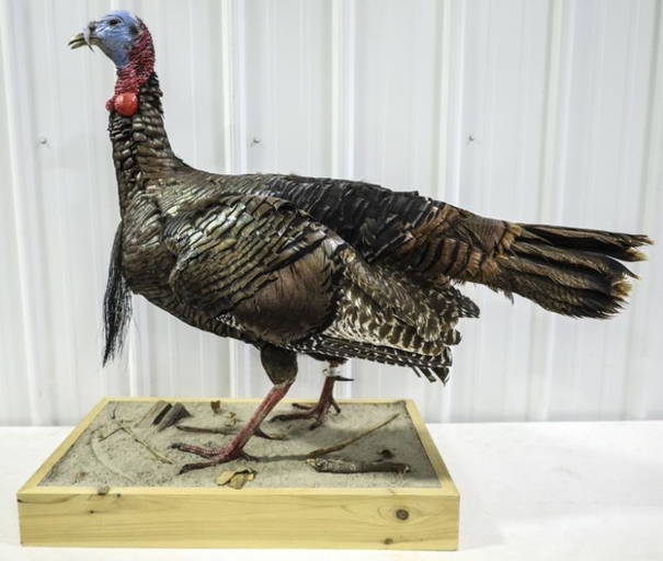 Full Body Turkey Taxidermy Table Top Mount (1050) on Jan 08, 2023 Kraft Auction Service in IN