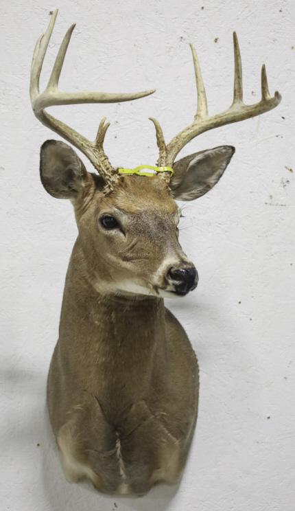 11-Point Whitetail Deer Taxidermy Shoulder Mount: 11-point Whitetail Deer taxidermy shoulder mount. Displays very nicely. Overall measures approximately 19" deep by 37" tall. The antler span measures approximately 16" across, longest tine 6-3/8" long