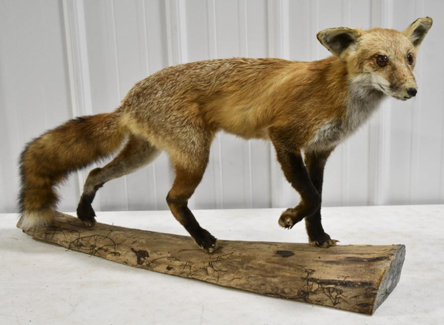 Full Body Red Fox Taxidermy Mount On Wood Log: Full body Red Fox taxidermy mount walking on wood log. The mount has some wear from storage and age. Overall measures approximately 36" long by 19" tall by 7" deep.