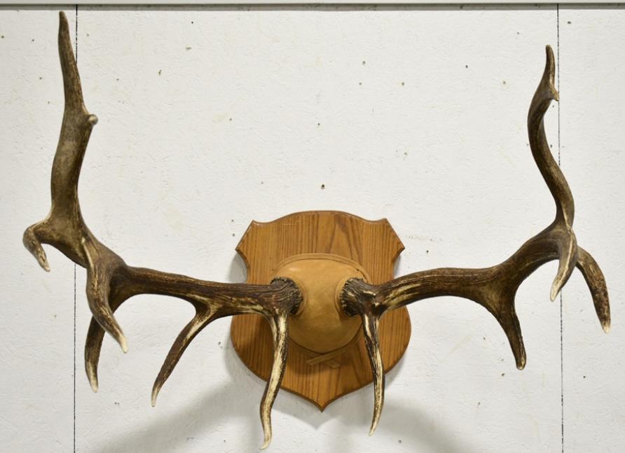 Large Elk Antler Wall Mount On Wood Plaque: Large elk antler taxidermy wall mount on wood wall plaque. Good condition. Overall measures approximately 41" across by 30" tall by 39" deep.
