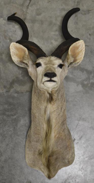African Greater Kudu Taxidermy Shoulder Mount: African greater kudu taxidermy shoulder mount. The mount has some cracking to the one ear. Measures approximately 24" across by 57" tall by 32" deep.
