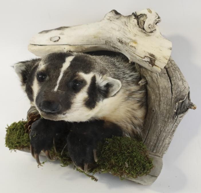 Badger Taxidermy Half Body Mount With Drift Wood: Badger taxidermy half body mount with driftwood wall mount. Displays well with nice detail. Measures approximately 12" tall by 14" across by 12" deep.
