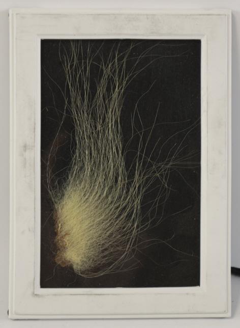 Genuine Taxidermy Polar Bear Fur in Frame: Included is a piece of genuine taxidermy polar bear fur beautifully framed. The genuine taxidermy Polar Bear fur came from an Alaskan Polar Bear that was legally harvested in 1970 and imported into th