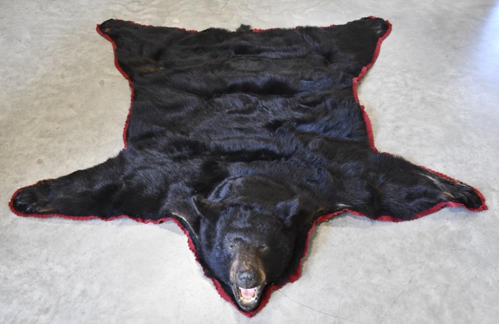 Large Black Bear Full Body Taxidermy Rug: Large Black Bear full body taxidermy rug. Displays very nicely and is in very good condition. Each side of the hind quarter has some hair loss from rubbing. Comes with felt backing and claws. Overall